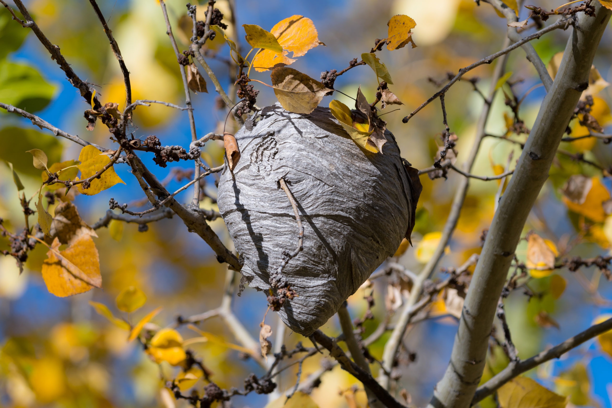 Destruction de nids de frelons dans les Alpes-Maritimes