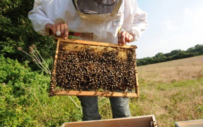 Le frelon asiatique destructeur des abeilles