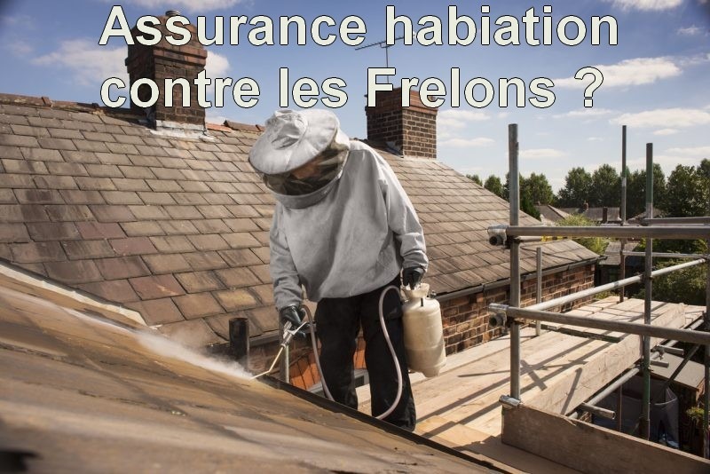 Les nids de frelons et l’assurance habitation, ce qu’il y a à savoir